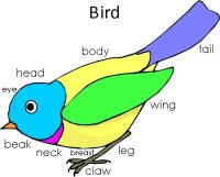 Bird Poster for science