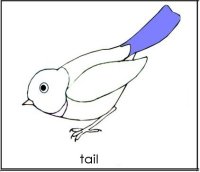 Bird Tail