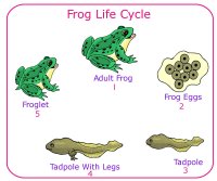 Life Cycle for a frog