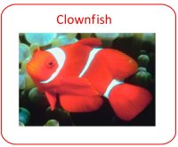 Clown Fish Poster