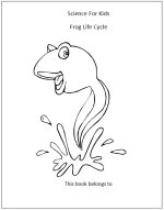 Frog Life Cycle Book