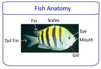 Science for kids – parts of a fish poster