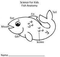 Science 4 kids – Anatomy of a fish coloring page