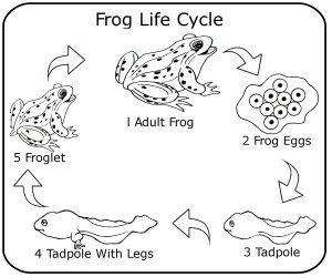 Frog Life Cycle Printable Page