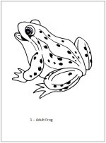 Preschool Frog life cycle book - page 2