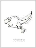 Preschool Frog life cycle book - page 5