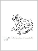 Preschool Frog life cycle book - page 6