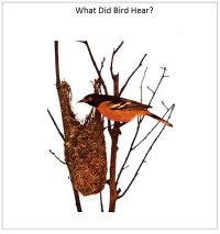 What Did Bird Hear Book