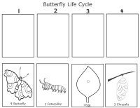 Butterfly Life Cycle Worksheet